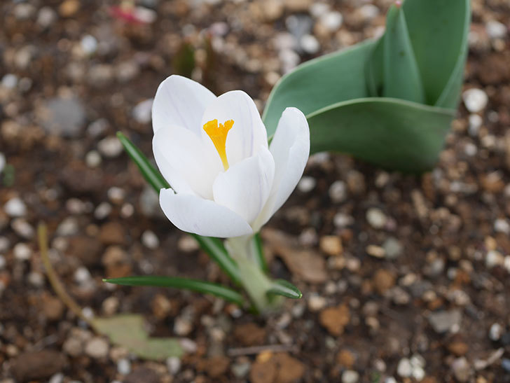 白のクロッカスの花が咲いた。2022年-004.jpg