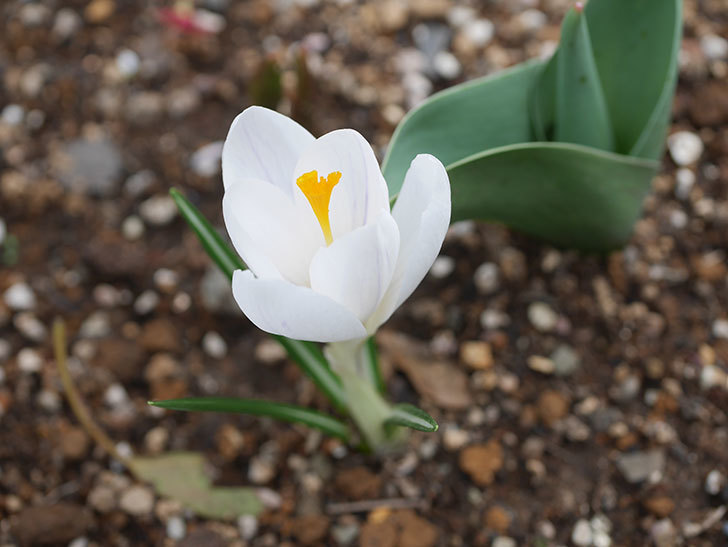 白のクロッカスの花が咲いた。2022年-005.jpg