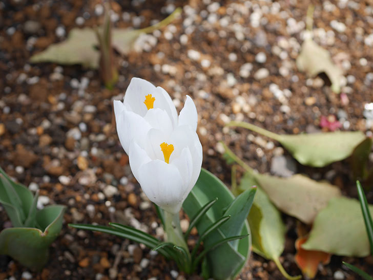 白のクロッカスの花が咲いた。2022年-011.jpg