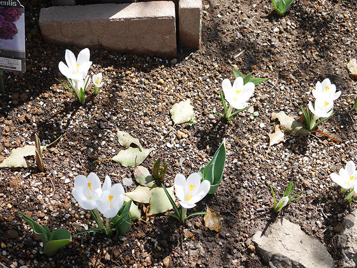 白のクロッカスの花が咲いた。2022年-016.jpg