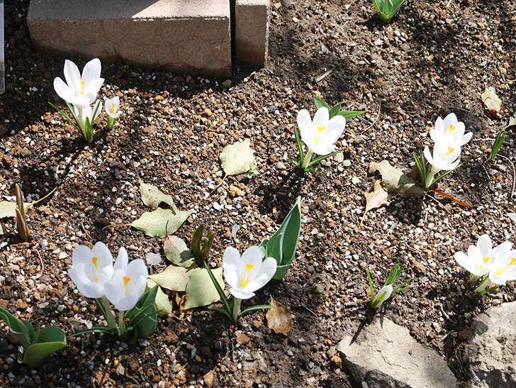 白のクロッカスの花が咲いた。2022年-017.jpg