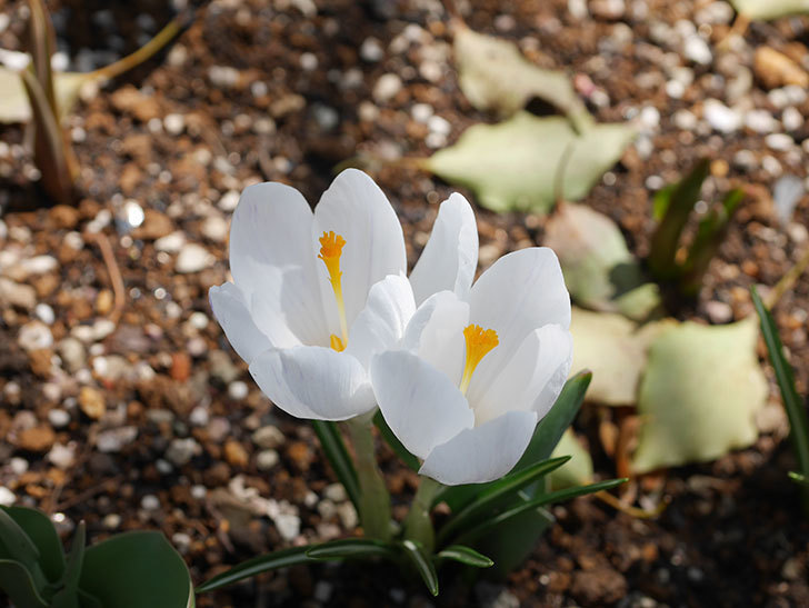 白のクロッカスの花が咲いた。2022年-018.jpg