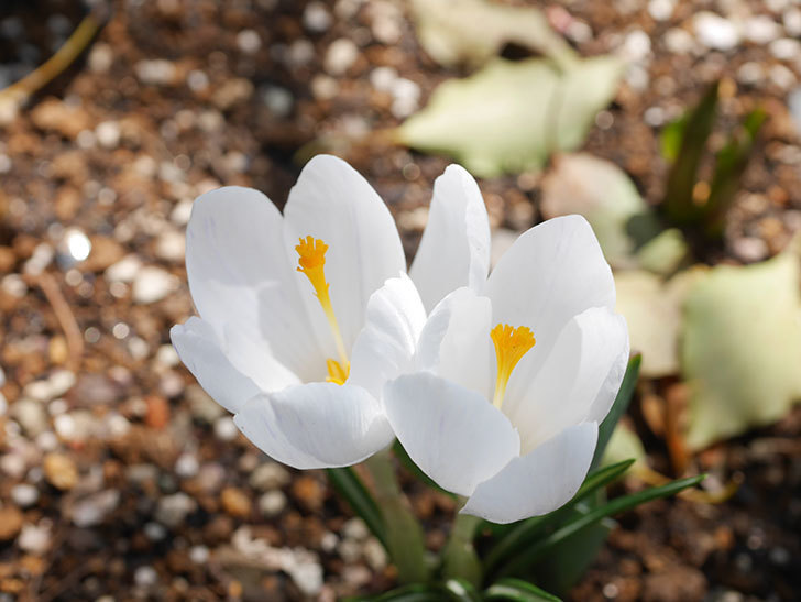 白のクロッカスの花が咲いた。2022年-019.jpg