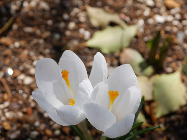 白のクロッカスの花が咲いた。2022年-020.jpg