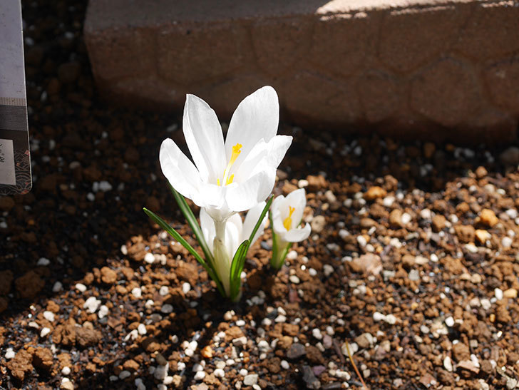 白のクロッカスの花が咲いた。2022年-021.jpg