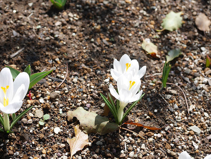 白のクロッカスの花が咲いた。2022年-022.jpg