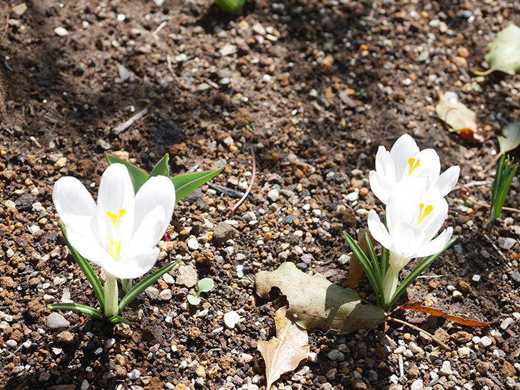 白のクロッカスの花が咲いた。2022年-023.jpg