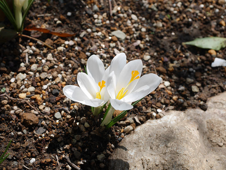 白のクロッカスの花が咲いた。2022年-024.jpg