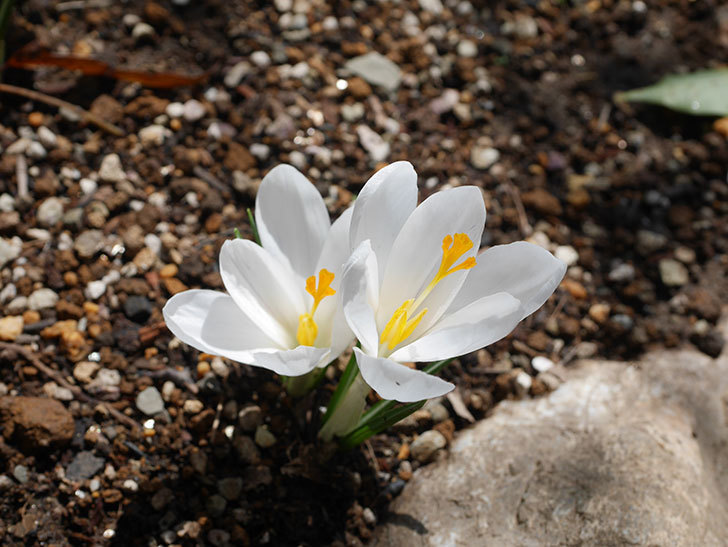白のクロッカスの花が咲いた。2022年-025.jpg