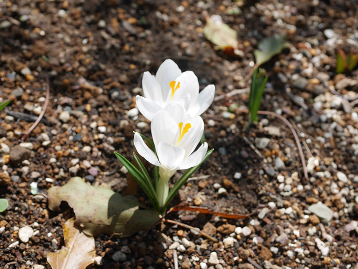 白のクロッカスの花が咲いた。2022年-026.jpg