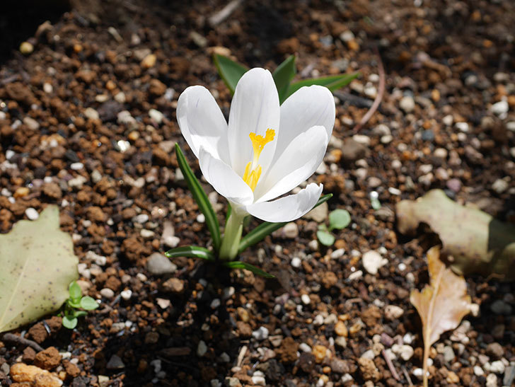 白のクロッカスの花が咲いた。2022年-027.jpg