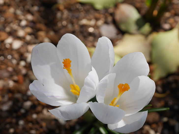白のクロッカスの花が咲いた。2022年-029.jpg