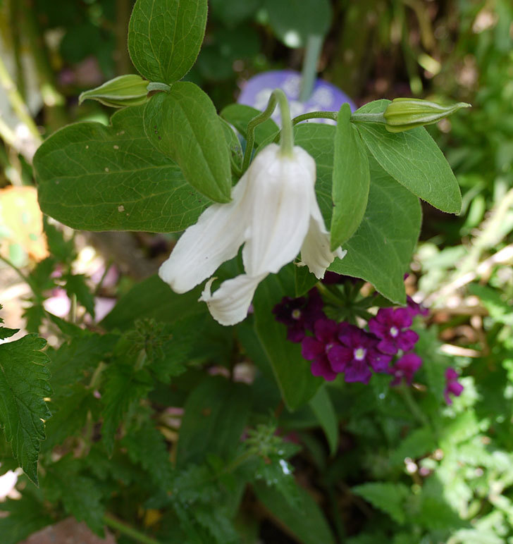 白麗（インテグリフォリア系-新枝咲き-木立性）の花が1個咲いた。2017年-3.jpg