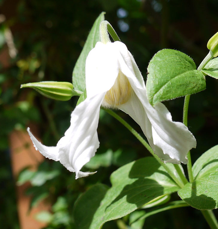 白麗（インテグリフォリア系-新枝咲き-木立性）の花が1個咲いた。2017年-4.jpg