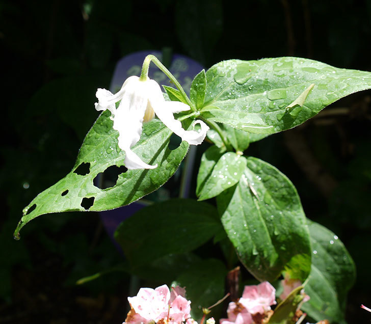 白麗（インテグリフォリア系-新枝咲き-木立性）の花がまた咲いた。2017年-1.jpg