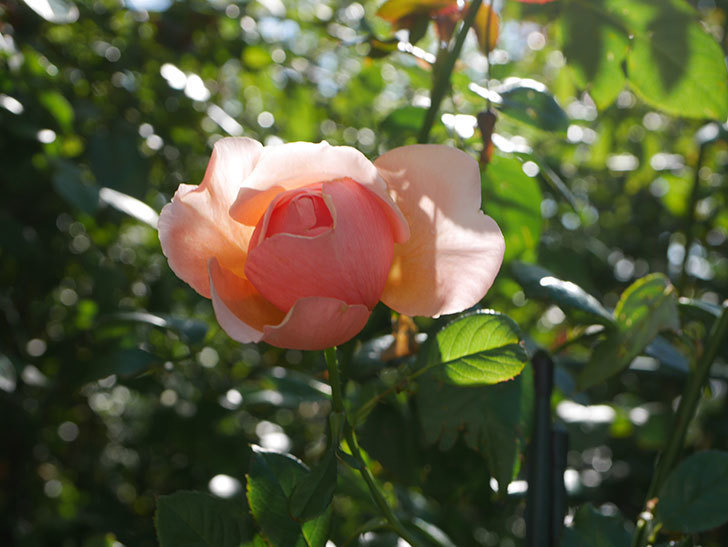 真宙（半ツルバラ）の秋花が咲いた。2019年-2.jpg