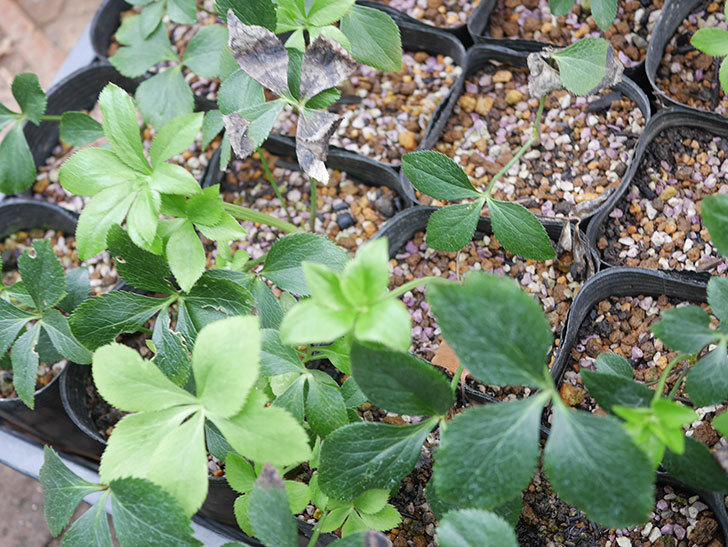 種から発芽したアシュードホワイトシフォンの苗をに植え替えた。2021年-002.jpg