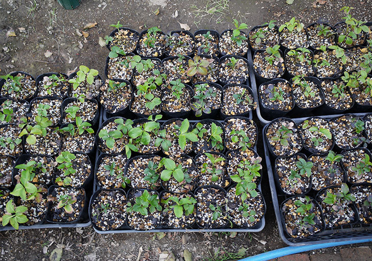 種から育てたクリスマスローズの2年目苗を4号ポリポット深型に植え替えた。2017年-1.jpg