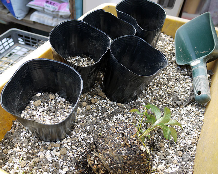 種から育てたクリスマスローズの2年目苗を4号ポリポット深型に植え替えた。2017年-6.jpg