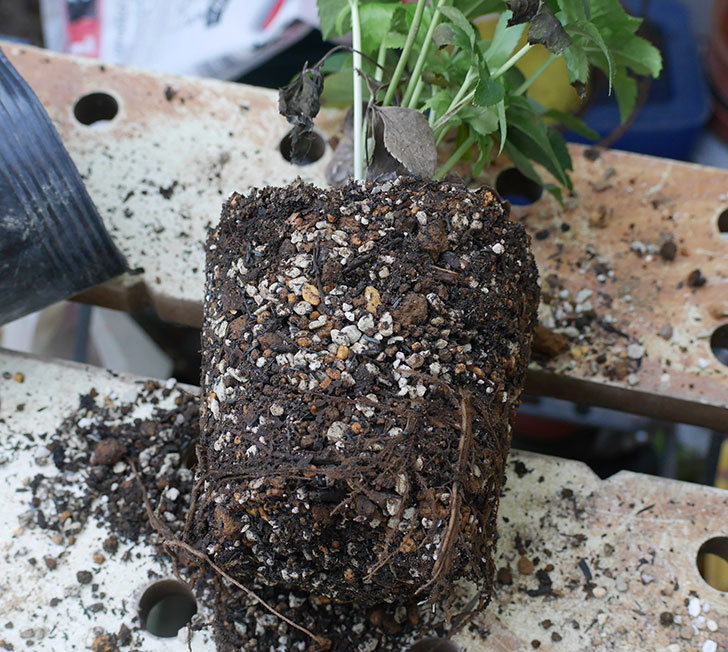 種から育てているクリスマスローズをスリット鉢に植え替えた。2019年-3.jpg