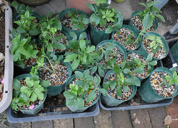 種から育てているクリスマスローズをスリット鉢に植え替えた。2019年-5.jpg