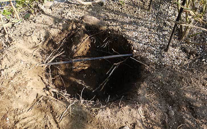 穴を掘ってプリンセスタカコ（バラ）を地植えした。2016年-1.jpg