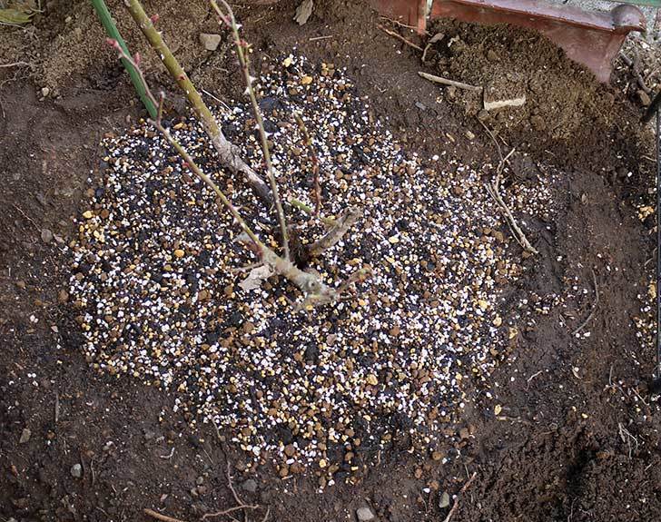 穴を掘ってプリンセスタカコ（バラ）を地植えした。2016年-10.jpg