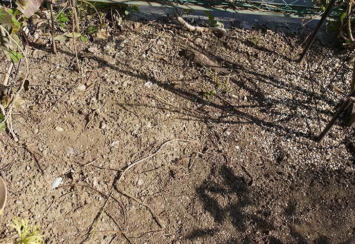 穴を掘ってプリンセスタカコ（バラ）を地植えした。2016年-2.jpg