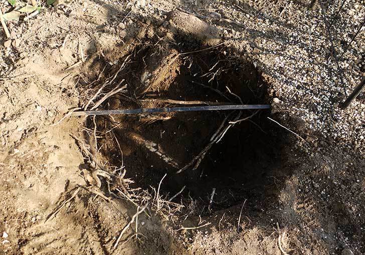穴を掘ってプリンセスタカコ（バラ）を地植えした。2016年-3.jpg