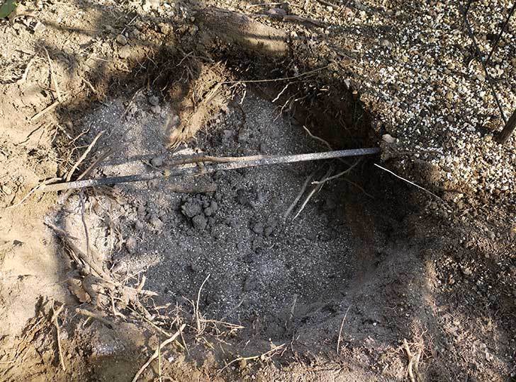 穴を掘ってプリンセスタカコ（バラ）を地植えした。2016年-4.jpg