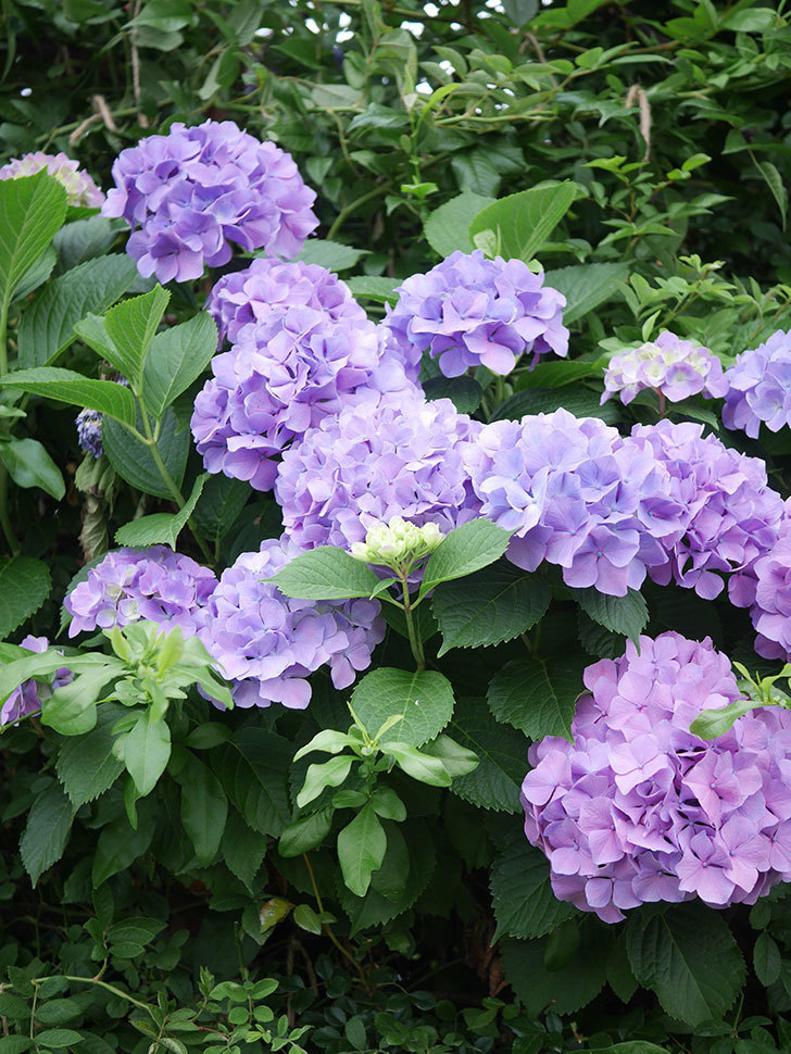 紫のアジサイの花がたくさん咲いた。2020年-002.jpg
