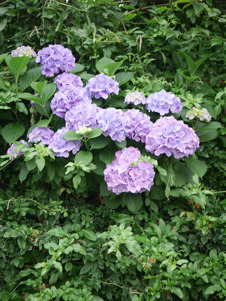 紫のアジサイの花がたくさん咲いた。2020年-003.jpg