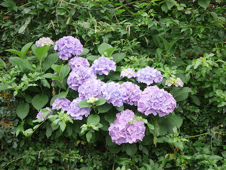 紫のアジサイの花がたくさん咲いた。2020年-004.jpg
