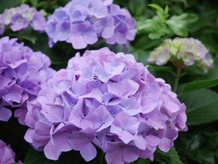 紫のアジサイの花がたくさん咲いた。2020年-006.jpg