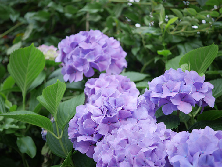 紫のアジサイの花がたくさん咲いた。2020年-007.jpg