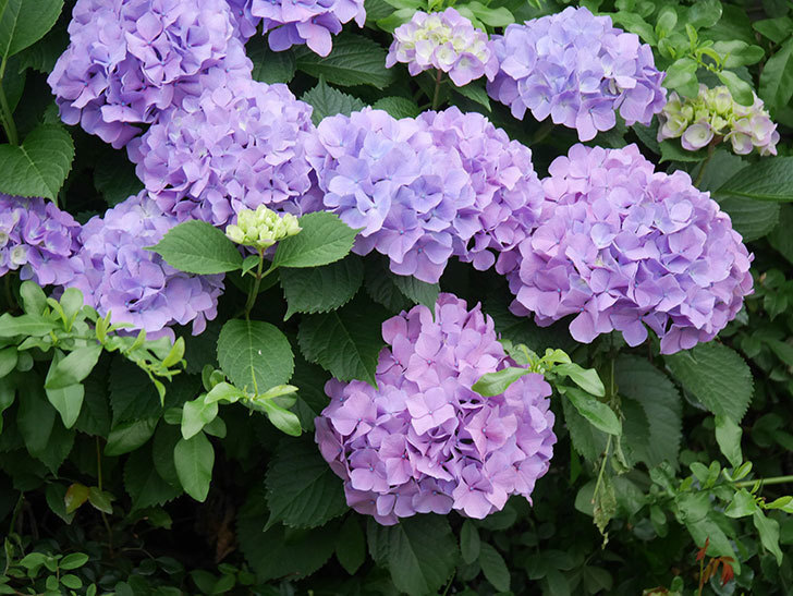 紫のアジサイの花がたくさん咲いた。2020年-008.jpg