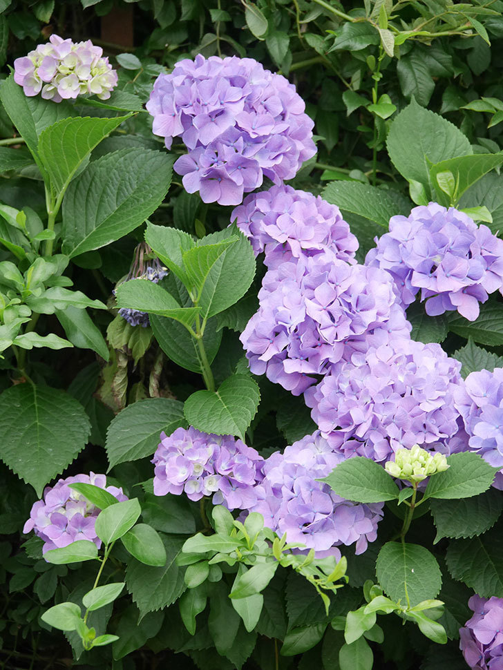 紫のアジサイの花がたくさん咲いた。2020年-009.jpg