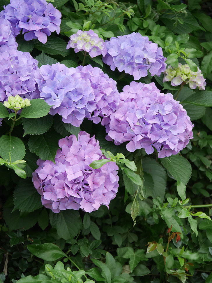 紫のアジサイの花がたくさん咲いた。2020年-010.jpg