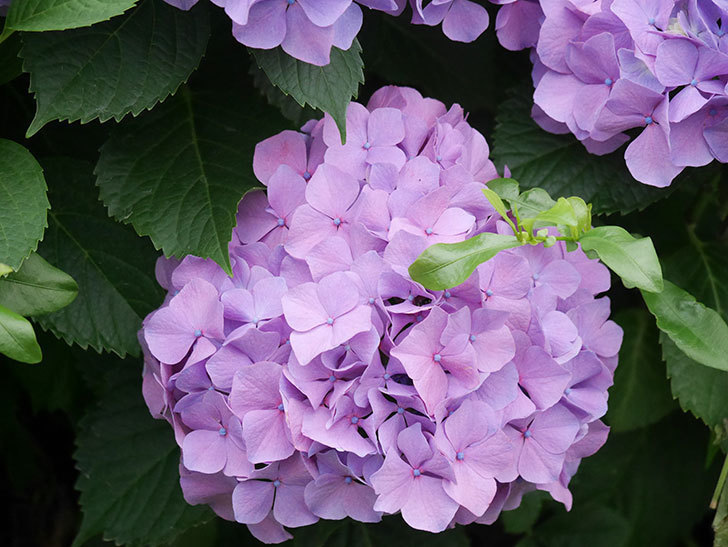 紫のアジサイの花がたくさん咲いた。2020年-011.jpg