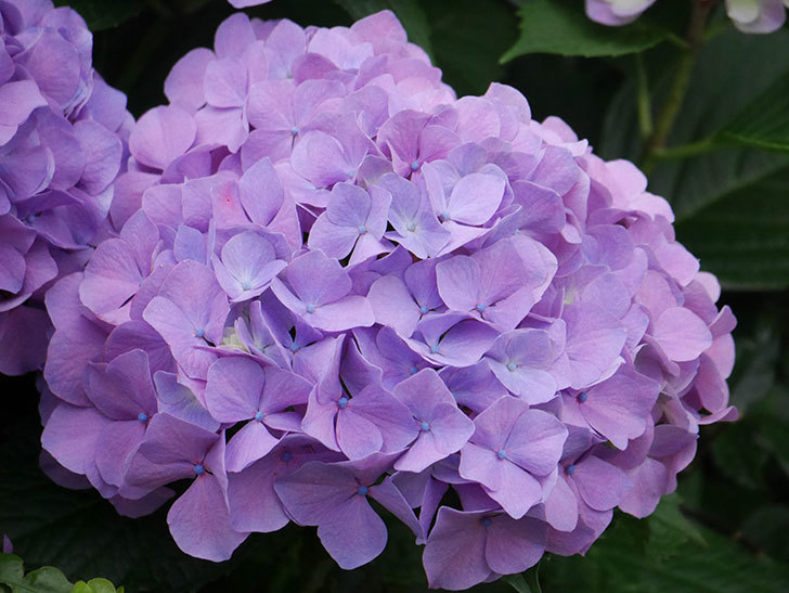 紫のアジサイの花がたくさん咲いた。2020年-012.jpg