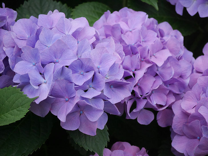紫のアジサイの花がたくさん咲いた。2020年-013.jpg