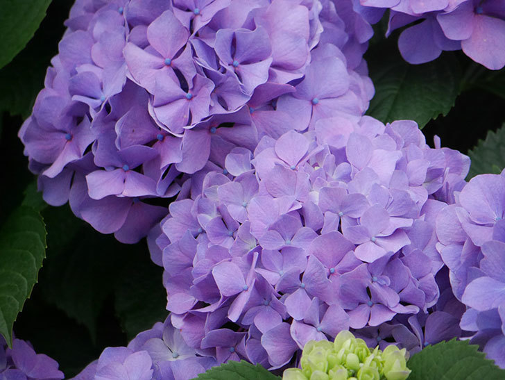 紫のアジサイの花がたくさん咲いた。2020年-014.jpg