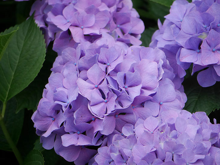 紫のアジサイの花がたくさん咲いた。2020年-015.jpg