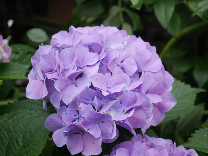 紫のアジサイの花がたくさん咲いた。2020年-016.jpg