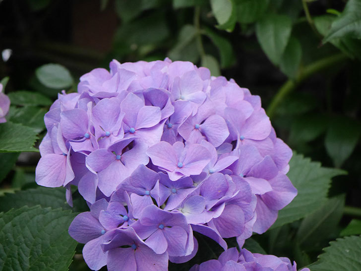 紫のアジサイの花がたくさん咲いた。2020年-017.jpg