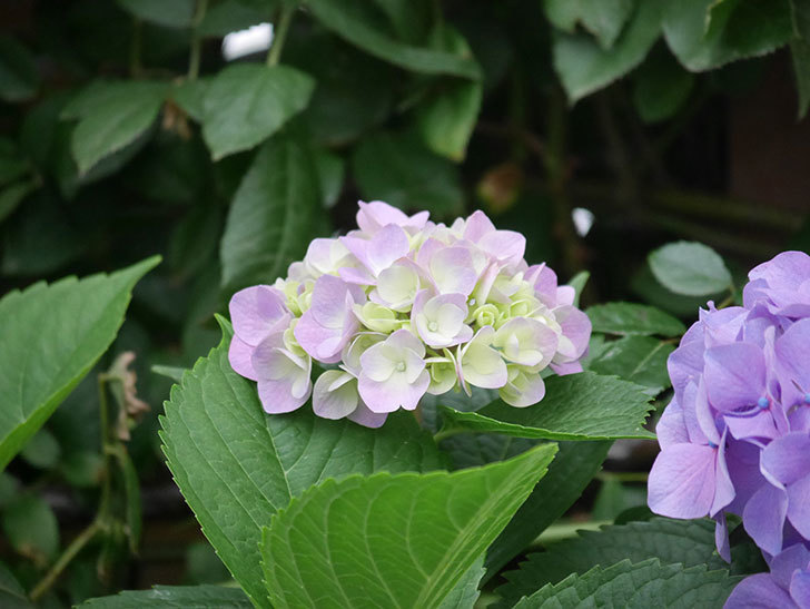 紫のアジサイの花がたくさん咲いた。2020年-018.jpg