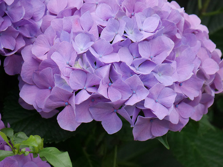 紫のアジサイの花がたくさん咲いた。2020年-019.jpg