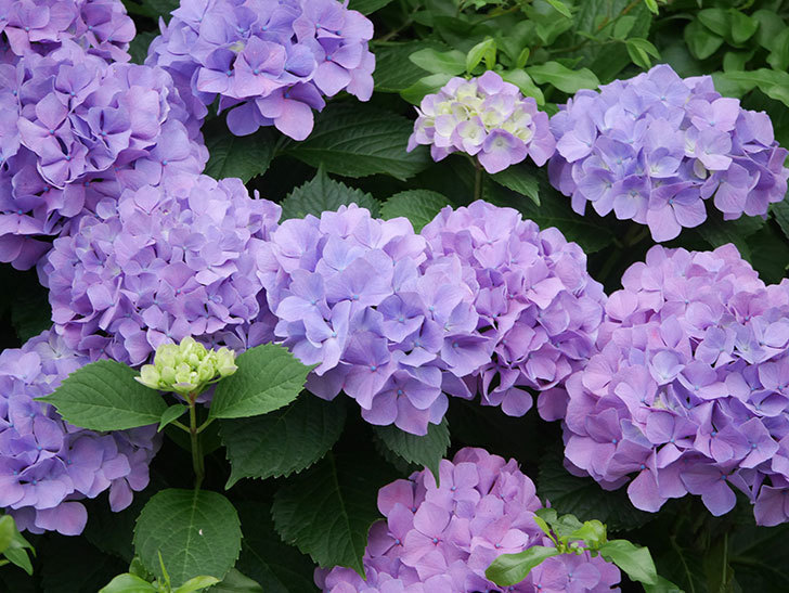 紫のアジサイの花がたくさん咲いた。2020年-023.jpg