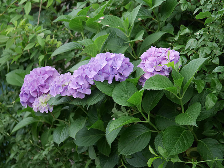 紫のアジサイの花が咲いた。2019年-11.jpg