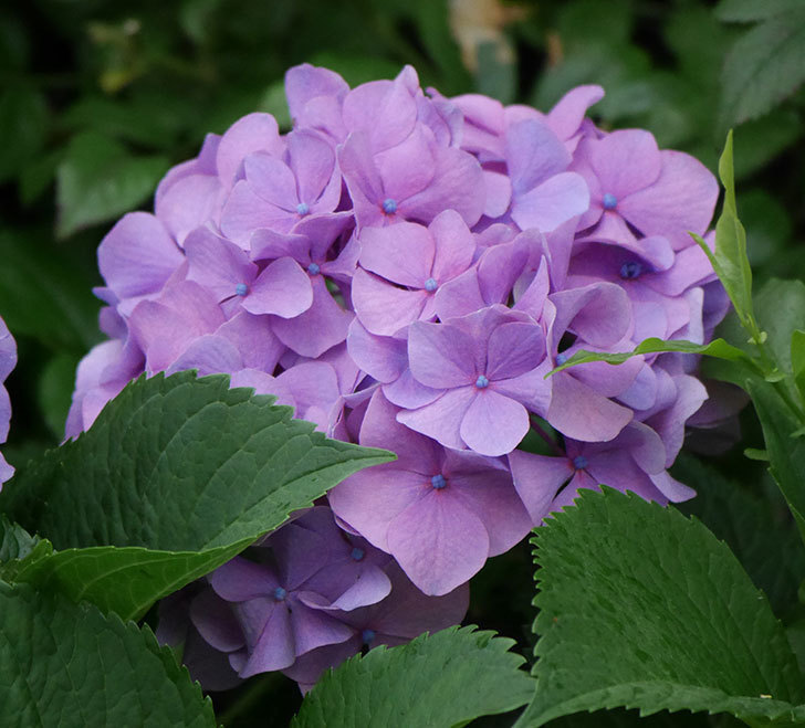 紫のアジサイの花が咲いた。2019年-8.jpg
